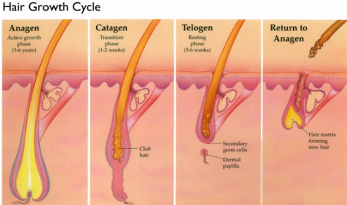 Determining Normal and Abnormal Hair Shedding: Uncovering Common Causes and Solutions